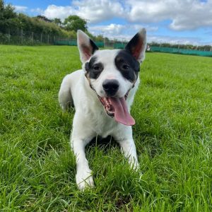 Rex the Australian Cattle Dog